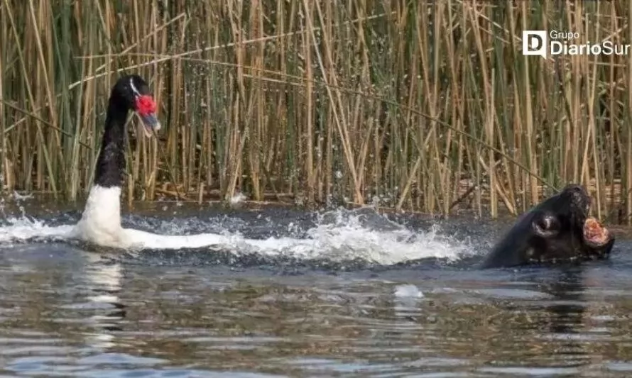 Lobos marinos continúan depredando a cisnes de cuello negro en Valdivia