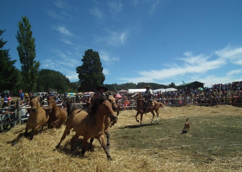 Las mejores imágenes de la Trilla a caballo suelto de Illahuapi