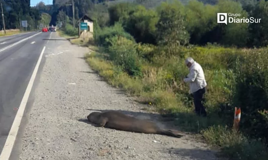 Reapareció la elefanta en la carretera que une Valdivia con Paillaco