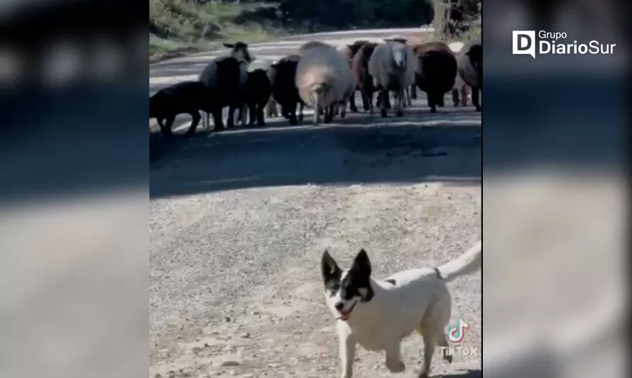 Perrito que pide permiso para pasar con sus ovejas es furor en TikTok