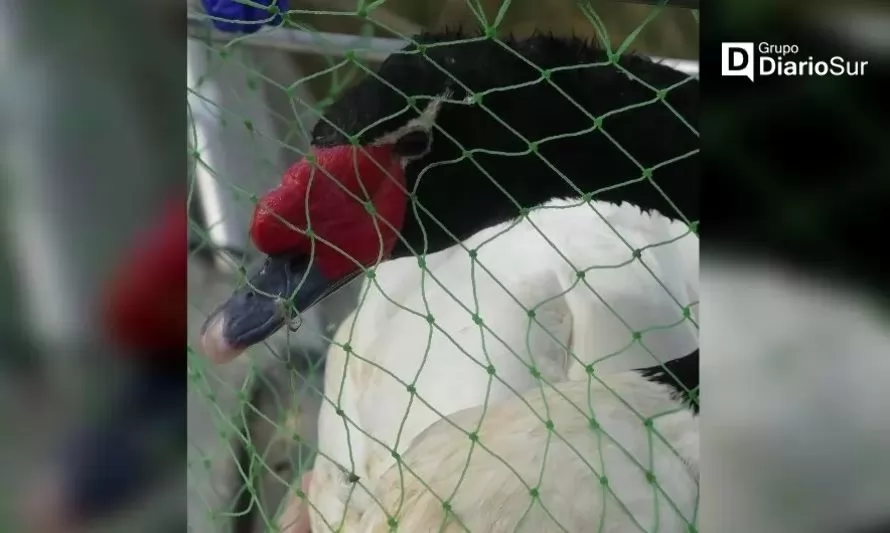 Los Ríos en Emergencia Zoosanitaria tras detectar primer caso de gripe aviar 