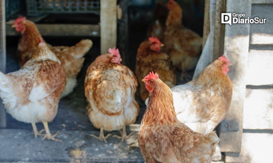 Llaman a declarar existencia de aves de corral en contexto de emergencia por influenza aviar