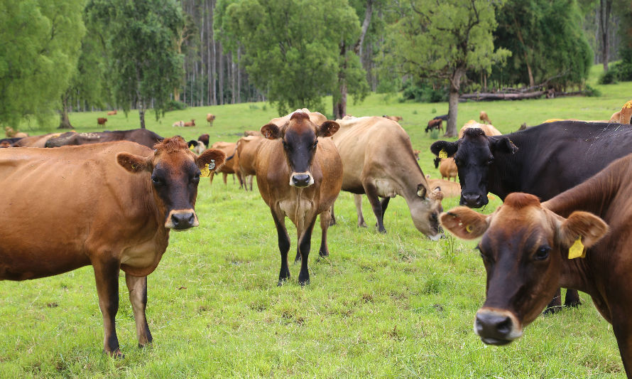 Huella de Carbono en productora lechera más grande del país está bajo promedio mundial 