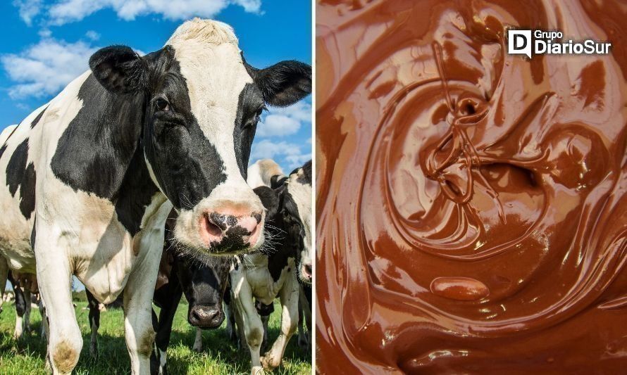 Osorno busca romper récord con la vaca de chocolate más grande del mundo