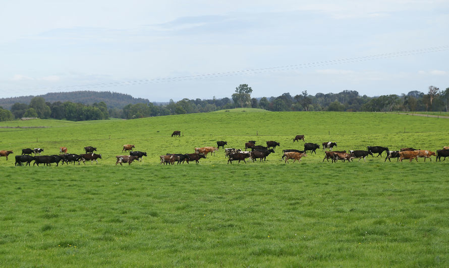 Certificación Grass Fed: Compromiso con la calidad y sustentabilidad