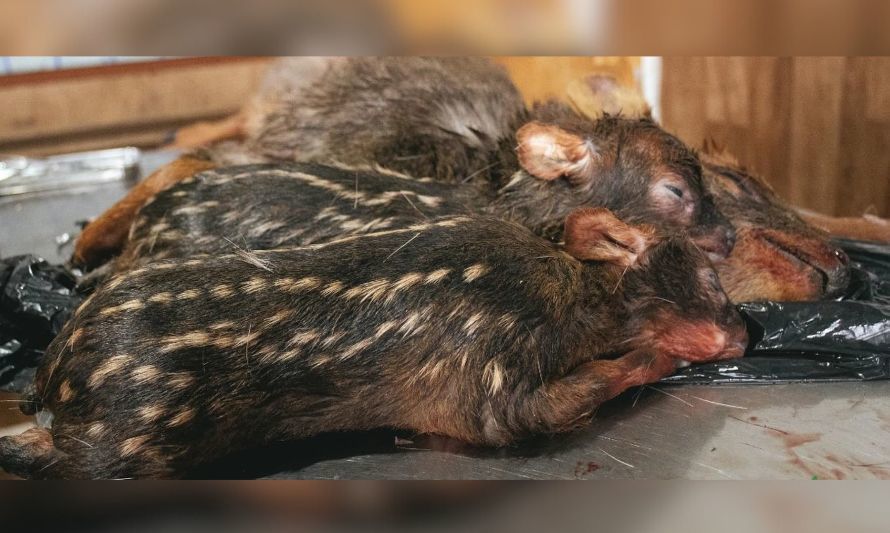 Perros asilvestrados matan a pudú preñada de mellizos en Chiloé 