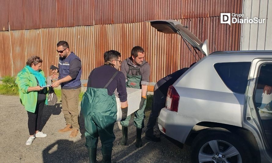 Mariquina: detectan casi 4 toneladas de merluza de origen ilegal