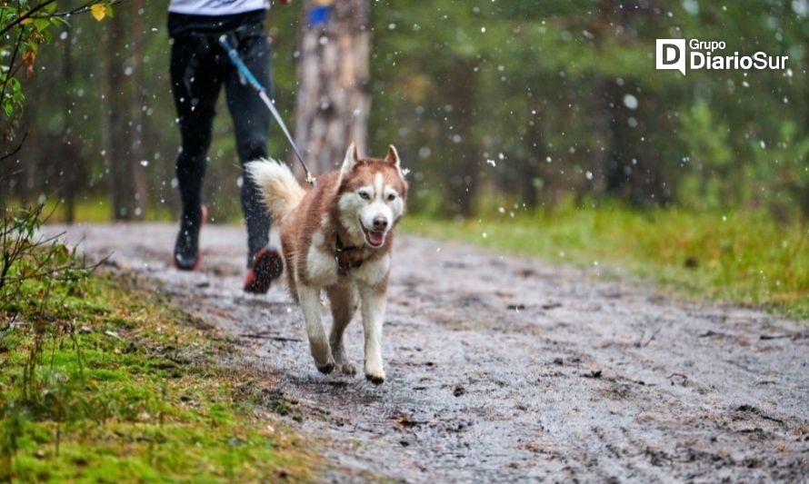 Parque Saval acogerá la carrera canina de Esfocar