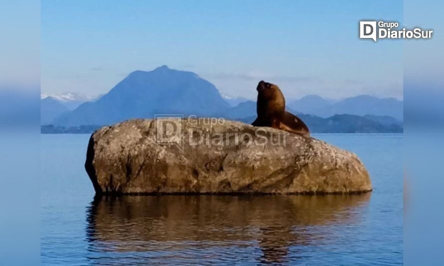 Captan a lobo marino "modo turista" y sobre roca como "segunda residencia" 