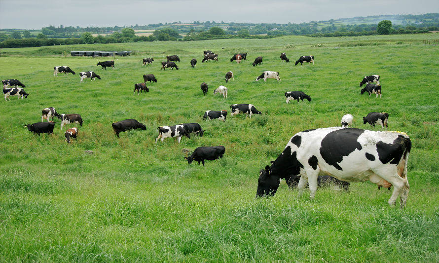 Anasac invita a Día de Campo sobre alternativas de cultivos proteicos