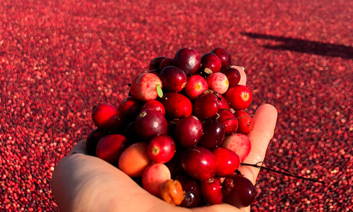 Cran Chile: conquistando Brasil con el cranberry