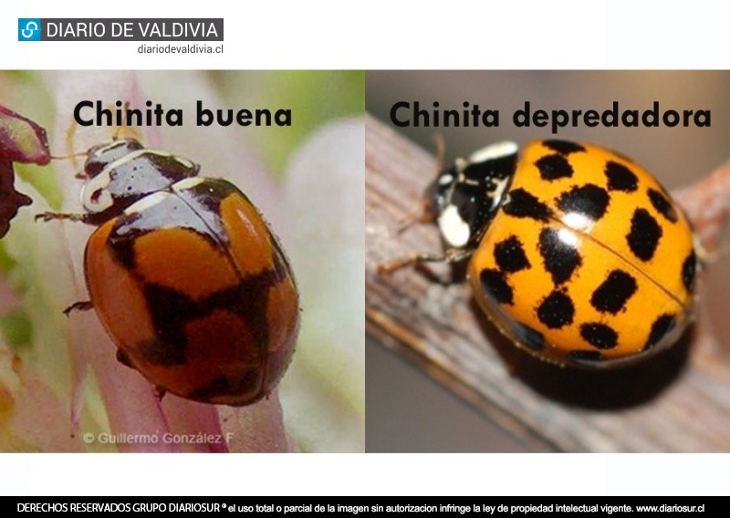 ¡Cuidado!: llegó a Valdivia agresiva chinita depredadora y que incluso muerde