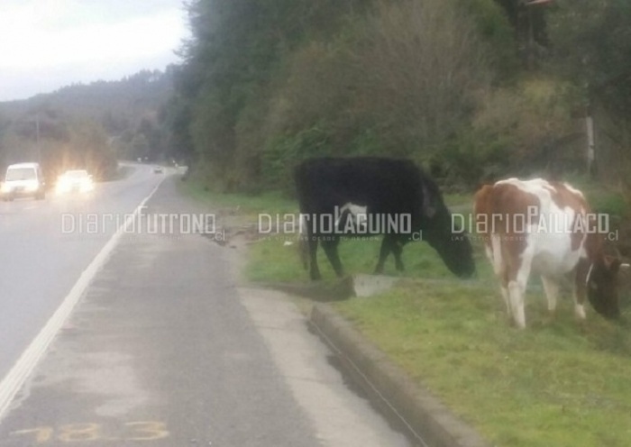 Concejal paillaquino  preocupado por tiempo de respuesta de Carabineros tras denuncia de animales en la ruta