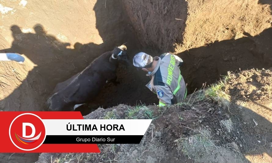 Curriñe: Voluntarios lograron rescatar a vacuno atrapado en un pozo