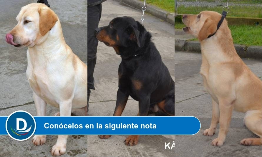 Atención Dog Lovers: Gendarmería está donando 3 adorables perritos adiestrados