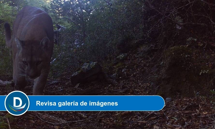 Créditos: CONAF Los Ríos