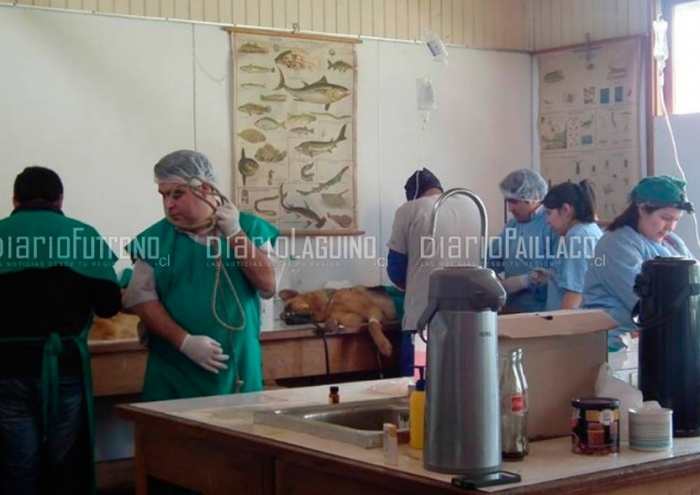 ¡Guau! Un centenar de perritos de Lago Ranco fueron esterilizados