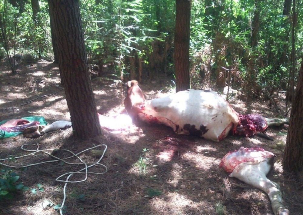 Carabineros de Paillaco descubren in fraganti a tres delincuentes cuando faenaban un buey